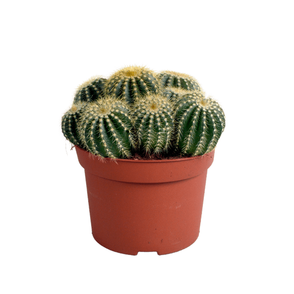 Image of Kaktus – Eriocactus warasii – Ø12cm – Zimmerpflanze & Sukkulente – Kugelkaktus mit feinen gelben Stacheln – Pflegeleicht & dekorativ-0
