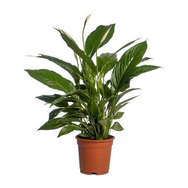 Image of Einblatt Spathiphyllum Vivaldi – Ø17cm – ↕70cm – Pflegeleichte Friedenslilie mit weißen Blüten
