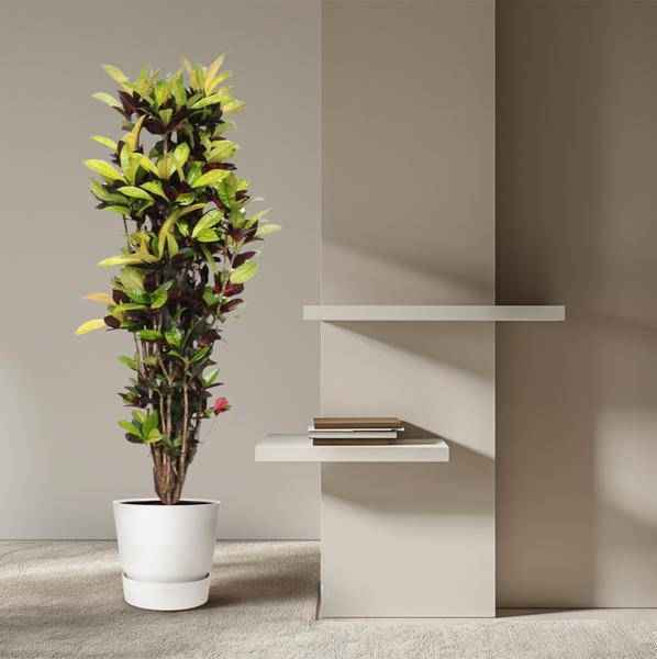 Image of Wunderstrauch – Codiaeum Iceton Croton – Zimmerpflanze ca. 190cm Höhe – Ø45cm – dekorative Pflanze mit bunten Blättern für Wohnzimmer & Büro-3