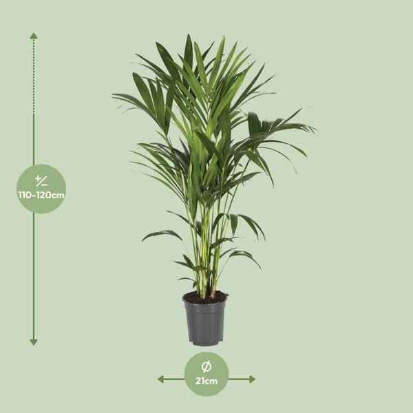 Image of Kentiapalme – Howea Forsteriana – Zimmerpflanze – Ø21cm – ↕120cm – Elegante & pflegeleichte Grünpflanze – Tropische Palme für Wohnzimmer & Büro-1