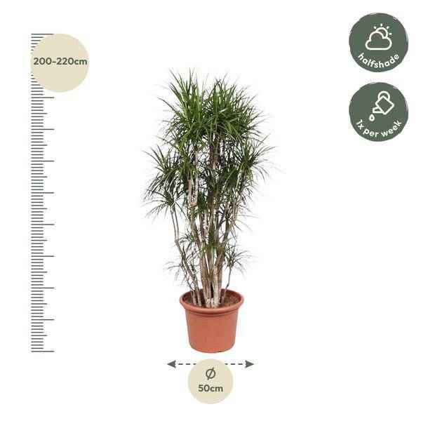 Image of Drachenbaum Dracaena Marginata – 220cm hoch – Ø40cm – Exotische Zimmerpflanze mit grünen Blättern & roten Rändern – pflegeleicht – für Zimmer & Büro-1