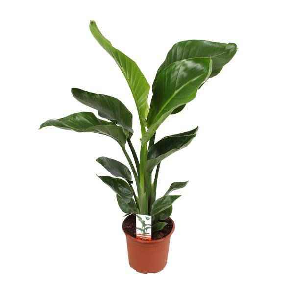 Image of Baum – Strelitzie – Strelitzia Nicolai – Paradiesvogelblume – Ø17cm ↕70cm – tropische Zimmerpflanze mit exotischem Blattschmuck