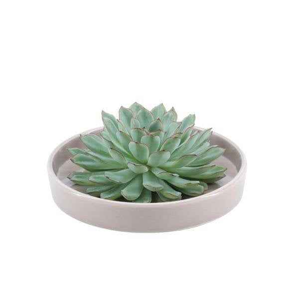 Image of Sukkulente – Echeveria pulidonis ROOTLESS – Ø20cm Schale Taupe – Zimmerpflanze ohne Wurzeln – Pflegeleichte Schnitt