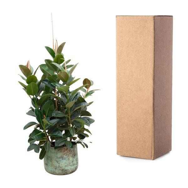 Image of Gummibaum – Ficus Robusta – Zimmerpflanze 150cm – Ø38cm – XXL – Pflanze mit großen dunkelgrünen Blättern – Kübelpflanze für Wohnzimmer & Büro