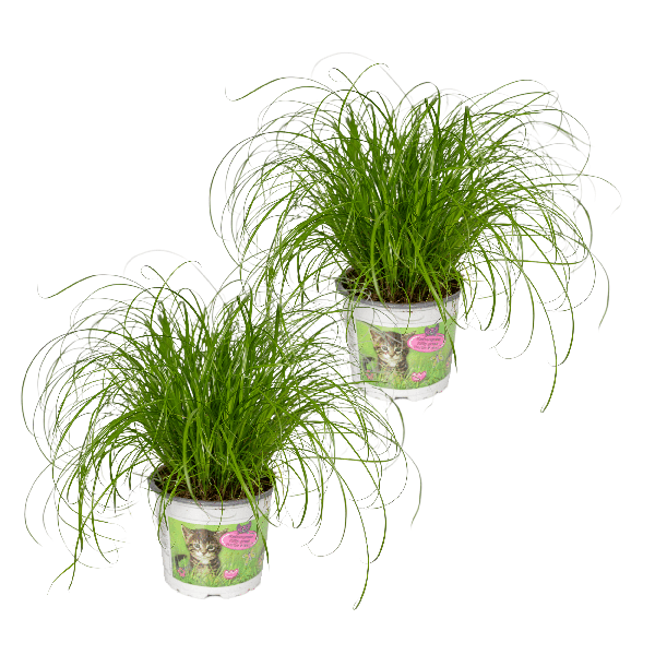 Image of Katzengras Cyperus Alternifolius Zimmerpflanze Ø12cm ↕20cm – pflegeleichte Grünpflanze für Wohnzimmer, Büro & helle Standorte kaufen