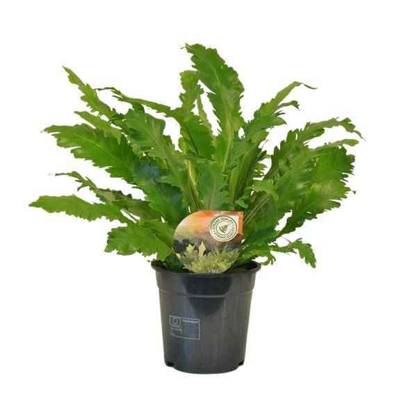 Image of Nestfarn – Asplenium Campio – Zimmerpflanze – Ø17cm x ↕50cm – dekorativer Farn für Wohnzimmer, Büro & Innenräume-0