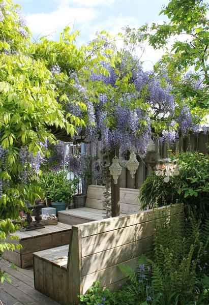 Image of Chinesischer Duft – Blauregen Wisteria sinensis ‘Caroline’ Gartenpflanze Ø15cm ↕65cm – winterharte Pflanze für Garten, Balkon, Terrasse, Kübel-3