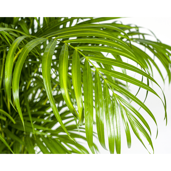 Image of Dypsis Areca lutescens – Goldfruchtpalme – Zimmerpflanze – Ø27 cm – Höhe 150-170 cm – Tropische, federartige Blätter – Ideal für Wohnräume & Büro