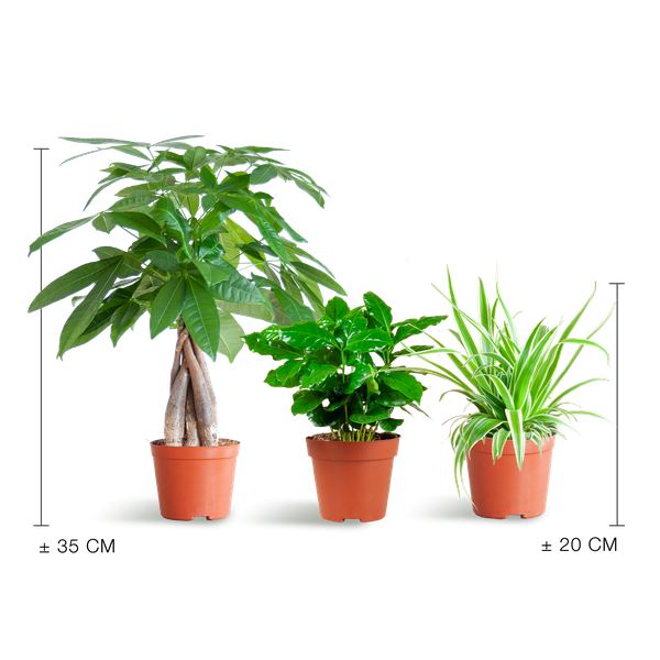 Image of Haustierfreundliches Pflanzset – Zimmerpflanzen Mix – Ø12cm – Ungiftig für Katzen & Hunde – 3 Pflanzen – Set – Für Kinder und Haustiere geeignet-1