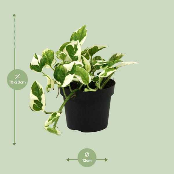 Image of Gefleckte Efeutute – Scindapsus Epipremnum N’joy – Zimmerpflanze Ø12cm ↕15cm – pflegeleichte luftreinigende Kletterpflanze mit herzförmigen Blättern