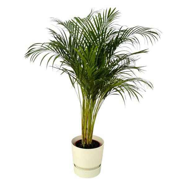 Image of Areca Palme – Betelpalme – Zimmerpflanze ca. 130cm – Ø24cm – inkl. Pflanzgefäß Greenville Weiß D30xH28