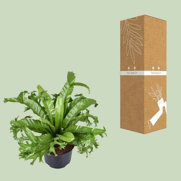 Image of Nestfarn Asplenium nidus Crissie Zimmerpflanze Ø23cm ↕55cm – pflegeleichte Grünpflanze für Wohnzimmer, Büro & helle Standorte kaufen-2