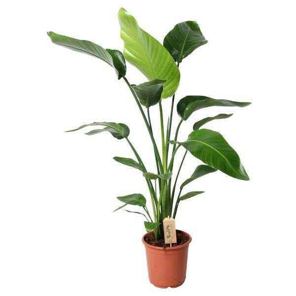 Image of Baum – Strelitzie – Strelitzia Nicolai – Zimmerpflanze – Ø21cm – ↕100cm – Weiße Paradiesvogelblume