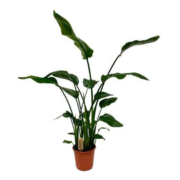 Image of Strelitzia Nicolai – Baum – Strelitzie – Ø21cm – ↕120cm – Exotische Zimmerpflanze – XXL Bananenblatt – Optik – Für Wohnzimmer & Büro-0