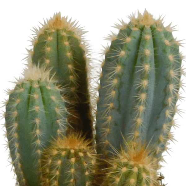 Image of Cereus Mix – 3Zimmerpflanzen – Ø10,5cm – Verschiedene Säulen – & Stabkakteen im weißen Topf – Pflegeleichte Kakteen für Fensterbank, Büro & Wohnzimmer-4