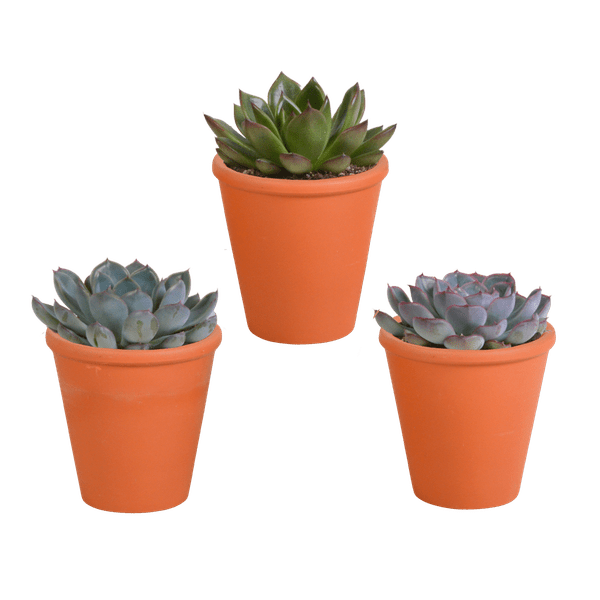 Image of Echeveria Mix – Steinrose 3 Pflanzen – Ø8,5cm Zimmerpflanzen im Terrakotta – Topf – Verschiedene farbige Sukkulenten – Pflegeleichte Mini-0