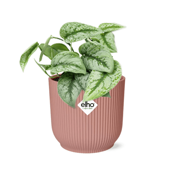 Image of Efeutute Scindapsus Pictus Trebie Zimmerpflanze Ø12cm Ø14cm – pflegeleichte Grünpflanze für Wohnzimmer, Büro & helle Standorte kaufen-0