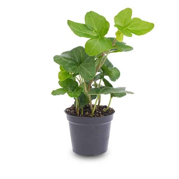 Image of Hedera Helix – Gemeiner Efeu – Zimmerpflanze – Ø6cm – Terrarienpflanze – Kletterpflanze mit dichtem Blattwuchs – Pflegeleicht & Winterhart