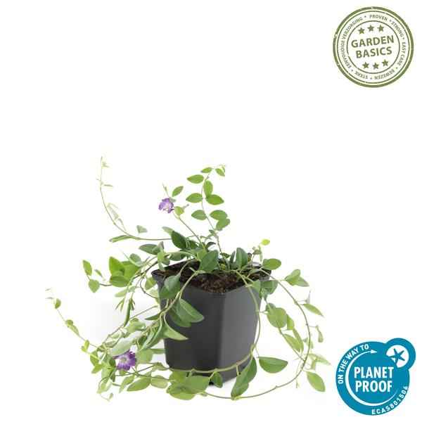 Image of Immergrün – Vinca minor 'Atropurpurea' – ↕10-25cm – Ø9cm – 60 Pflanzen – Lila Bodendecker – Sonne & Schatten – Pflegeleicht