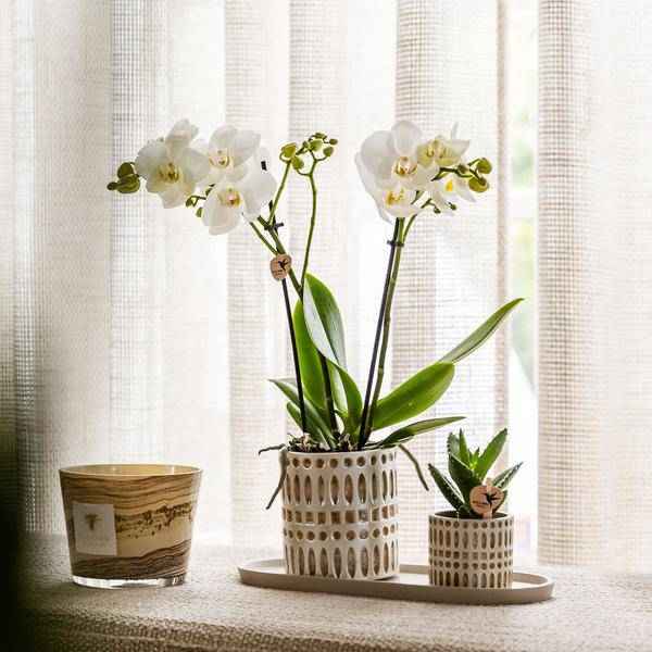 Image of Pflanzenset Weiße Phalaenopsis Orchidee Amabilis & Sukkulente – Keramiktöpfe Mosaik – Auf cremefarbenem organischem Tablett-4