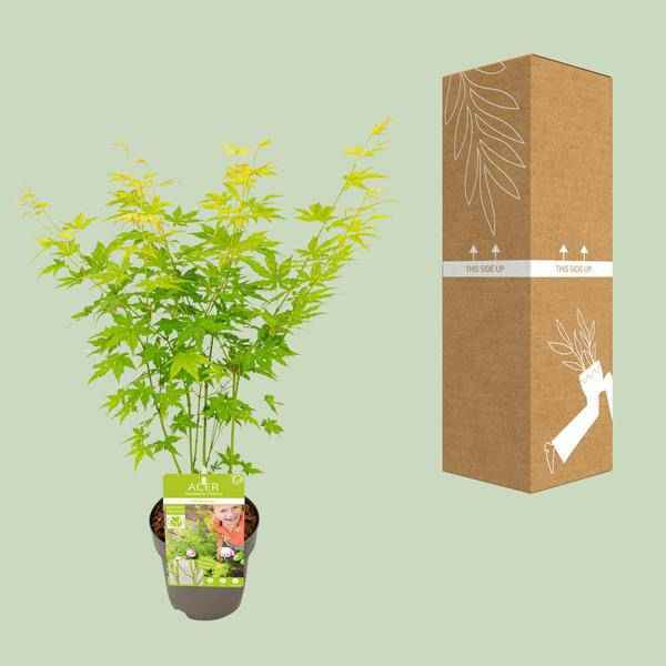 Image of Japanischer Fächerahorn Acer palmatum Going Green – ca. 30cm hoch Ø15cm – Zierahorn für Garten, Terrasse & Balkon – Pflanze-2