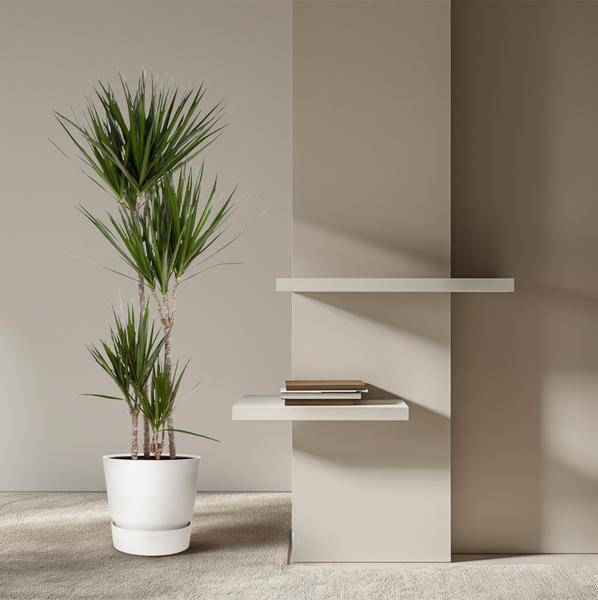 Image of Drachenbaum Zimmerpflanze Ø27cm ↕160cm mit dekorativem Übertopf – pflegeleichte Grünpflanze für Wohnzimmer, Büro & helle Standorte kaufen-3