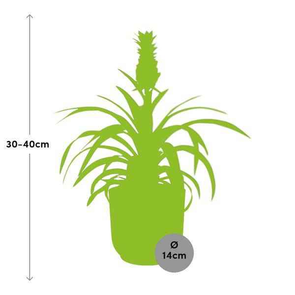 Image of Ananaspflanze Ananas Mi Amigo Zimmerpflanze Ø14cm – pflegeleichte Grünpflanze für Wohnzimmer, Büro & helle Standorte kaufen