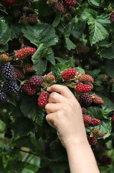 Image of Dornenlose Bio Brombeere – Rubus fruticosus ‘Dornenlos Immergrün’ – Ø13cm – ca. 45cm hoch – Süße & vitaminreiche Früchte – winterharte Kletterpflanze