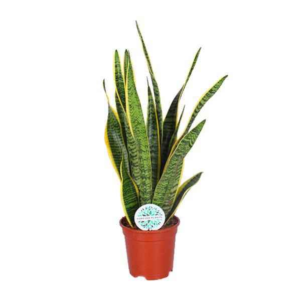 Image of Bogenhanf Sansevieria trifasciata Laurentii Zimmerpflanze Ø17cm ↕60cm – pflegeleichte Grünpflanze für Wohnzimmer, Büro & helle Standorte kaufen