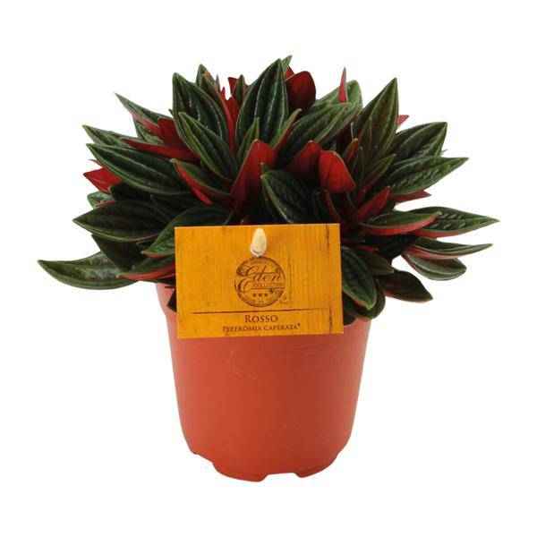Image of Peperomia caperata 'Rosso' Zimmerpflanze Ø11cm ↕15cm – pflegeleichte Grünpflanze für Wohnzimmer, Büro & helle Standorte kaufen-0