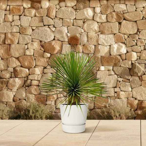 Image of Palmlilie – Yucca Rostrata auf Stiel – ↕70cm – Ø30cm – Exotische Zimmer – & Terrassenpflanze – Pflegeleicht & robust-3