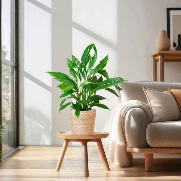 Image of Scheidenblatt – Spathiphyllum – ↕80cm – Ø21cm inkl. Naturkorb – Zimmerpflanze mit weißen Blüten – Pflegeleicht & luftreinigend-1