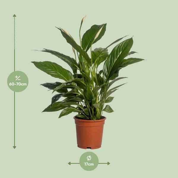 Image of Einblatt Spathiphyllum Vivaldi – Ø17cm – ↕70cm – Pflegeleichte Friedenslilie mit weißen Blüten
