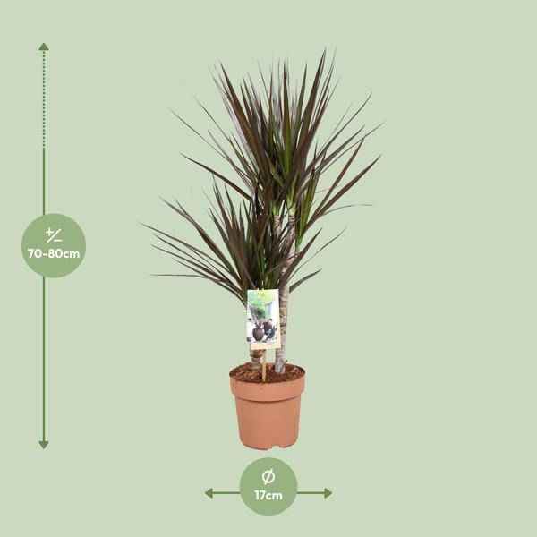 Image of Drachenbaum Dracaena Magenta Zimmerpflanze Ø17cm ↕80cm – pflegeleichte Grünpflanze für Wohnzimmer, Büro & helle Standorte kaufen-1