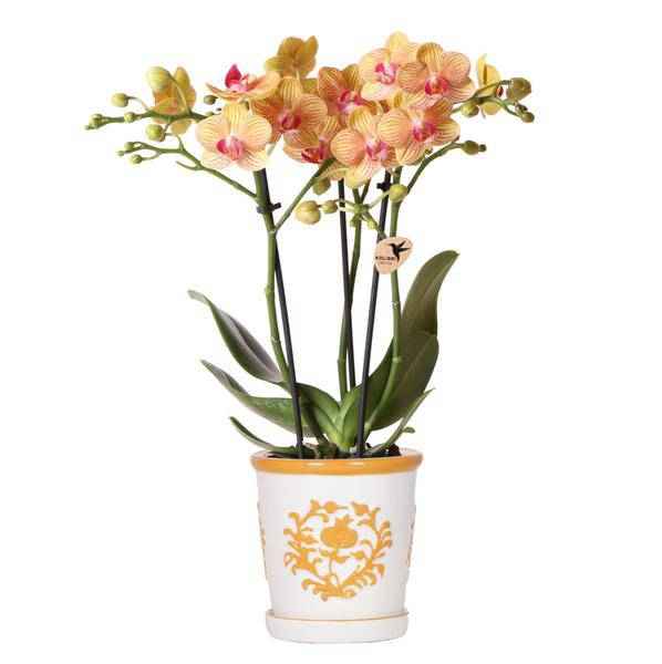 Image of Orchidee Jamaica Orange Phalaenopsis – Zimmerpflanze mit 2-3 Rispen – inkl. Malaga Deko – Topf Orange Ø9cm – tropische Blühpflanze für Zuhause