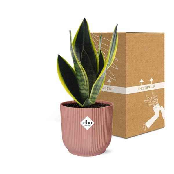 Image of Bogenhanf Sansevieria Futura Superba – Schwiegermutterzunge Zimmerpflanze inkl. Ziertopf Vibes Fold Rosa Ø14cm – Pflegeleicht & luftreinigend