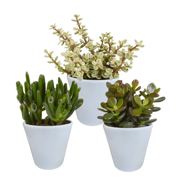 Image of Sukkulenten Mix 3 Pflanzen Ø8,5cm – pflegeleichtes Pflanzen Set für Urban Jungle, Fensterbank, Wohnzimmer & Büro