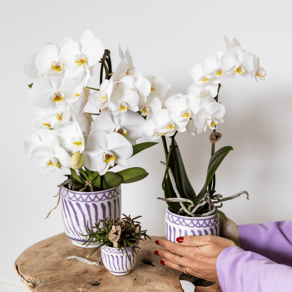 Image of Topf Granada Flieder – Ø9cm – Keramik Blumentopf im mediterranen Stil – Hochglänzender Dekotopf für Zimmerpflanzen, Sukkulenten & Kräuter-1