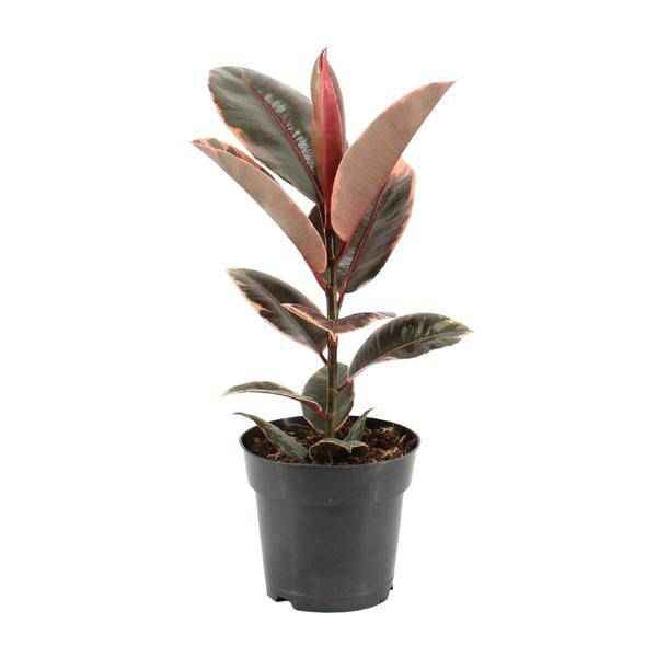 Image of Gummibaum – Ficus Elastica Belize – Ø17cm – ↕55cm – Elegante Zimmerpflanze mit dekorativem Blattwerk – Pflegeleicht & luftreinigend-0