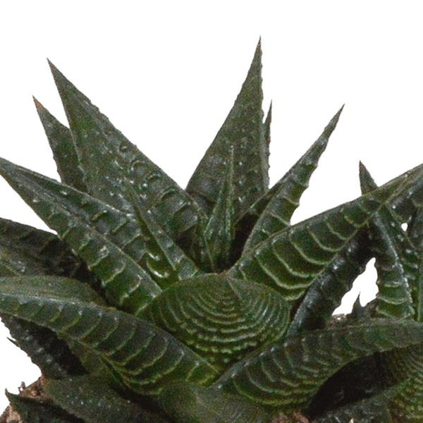 Image of Sukkulenten Mix Gasteria & Haworthia – 3 Pflanzen – Ø8,5cm Zimmerpflanzen im weißen Topf – Verschiedene Mini – Sukkulenten-4