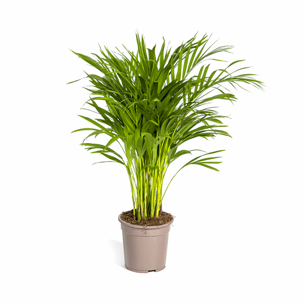 Image of Dypsis Areca Lutescens – Goldfruchtpalme – Zimmerpflanze Ø19cm ↕80-100cm – Federartige Blätter – Tropisches Flair – Pflegeleicht-0