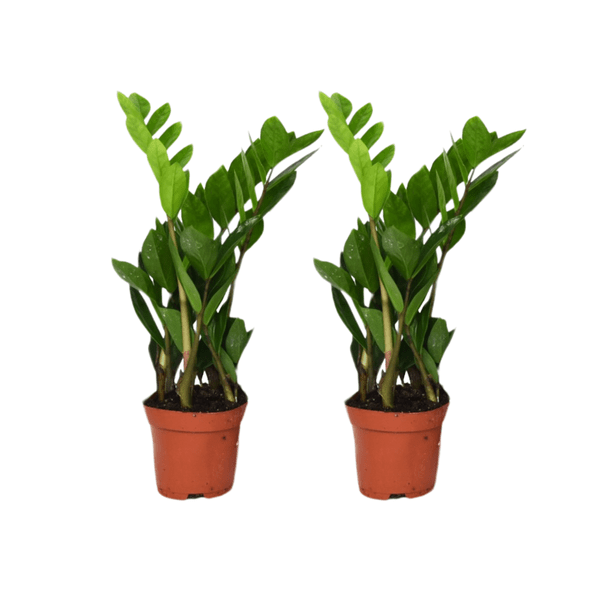 Image of Zamioculcas Zamiifolia – Glücksfeder – 2 Pflanzen – Ø12cm – ca. 40cm hoch – Pflegeleichte Zimmerpflanzen mit glänzenden Blättern-0