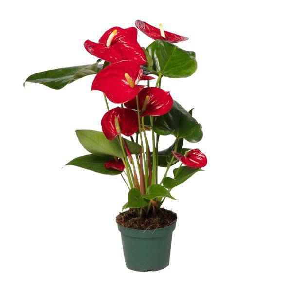 Image of Flamingoblume (Anthurium Andreanum Grp Nevada) Zimmerpflanze Ø12cm ↕40cm – pflegeleichte Grünpflanze für Wohnzimmer, Büro & helle Standorte-0