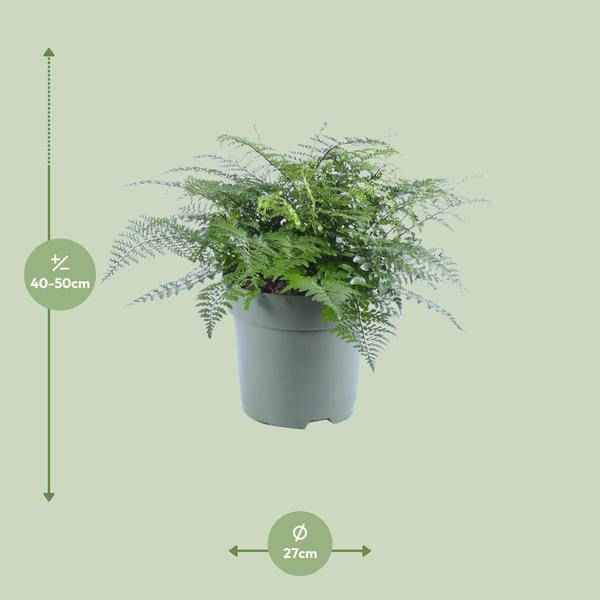 Image of Nestfarn – Asplenium Parvati – Zimmerpflanze – Ø27cm – ↕50cm – Tropische Grünpflanze mit filigranen Wedeln – Pflegeleicht & luftreinigend-1