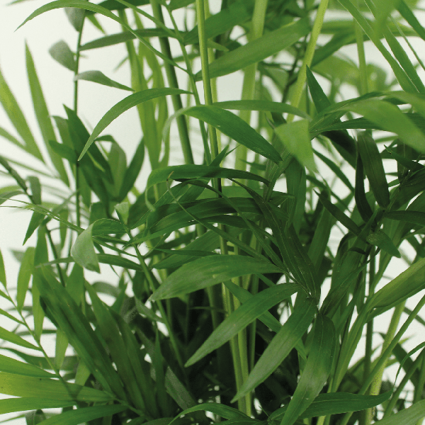 Image of Mexikanische Bergpalme Chamaedorea Elegans Zimmerpflanze Ø17cm ↕55cm – tropische Grünpflanze für Wohnzimmer, Büro & helle Standorte kaufen-2