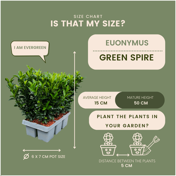 Image of Euonymus Green Spire – Japanischer Spindelstrauch – 12 Pflanzen Ø7cm – ↕15cm – Immergrün & Winterhart – Buchsbaum Ersatz für Hecke und Garten-3