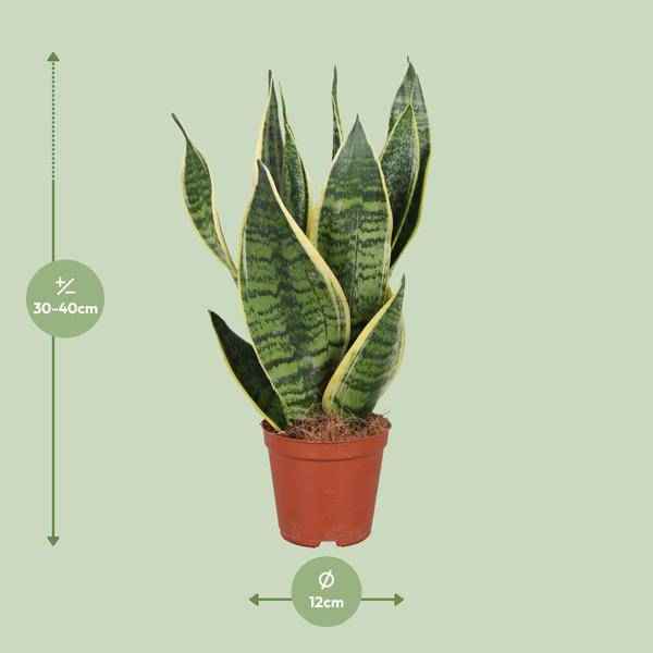 Image of Bogenhanf Sansevieria trifasciata Futura Superba – Schwiegermutterzunge – Ø12cm – ↕40cm – pflegeleichte Zimmerpflanze mit gelb – grünem Laub