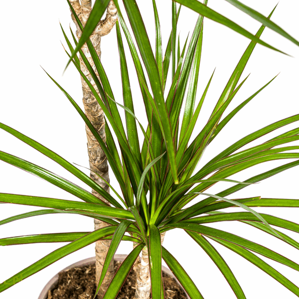 Image of Dracaena Marginata Green – Drachenbaum – Ø19cm – ↕70-90cm – Schlanke Zimmerpflanze mit dunkelgrünen Blättern – Pflegeleicht & luftreinigend-1