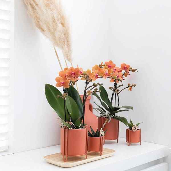 Image of Phalaenopsis Orchidee Zimmerpflanze Ø9cm – blühende Orchidee für Wohnzimmer, Büro & helle Standorte kaufen-3