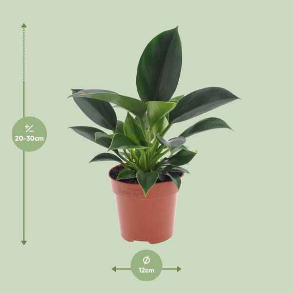 Image of Philodendron Green Princess – Ø12cm – ↕25cm – Pflegeleichte Zimmerpflanze mit glänzenden Blättern-1